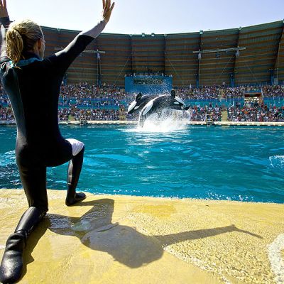 Orca performance at Marineland France