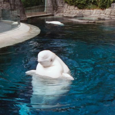 vancouver-aquarium-beluga