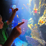 Child at Sea Life Aquarium