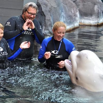 georgia aquarium belugas