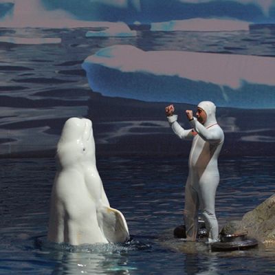 Beluga at Shedd