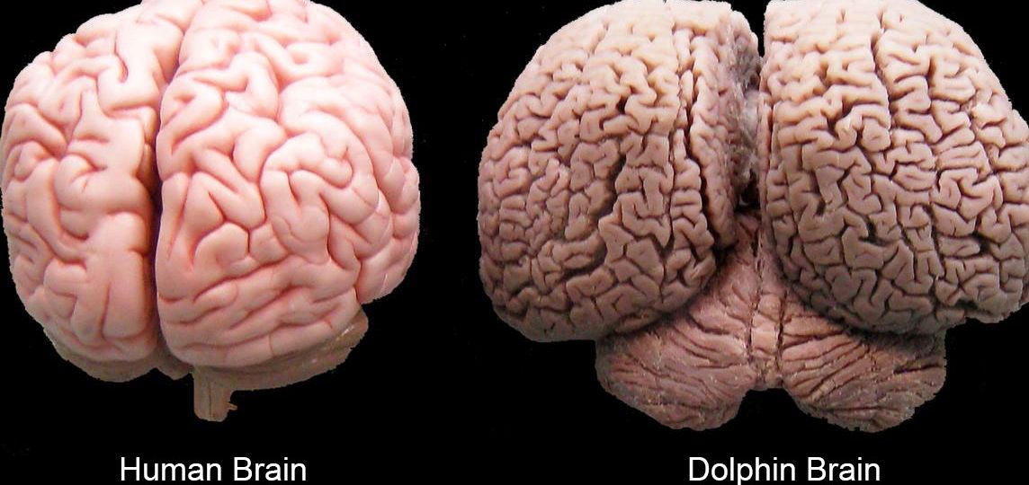 human-and-dolphin-brain