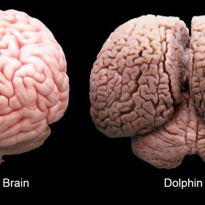 human-and-dolphin-brain