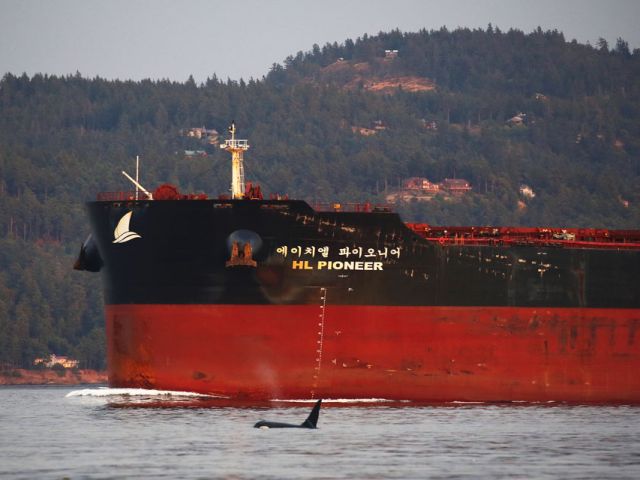 southern-resident-killer-whale-Haro-Strait_Valerie-Shore-Shorelines-Photography