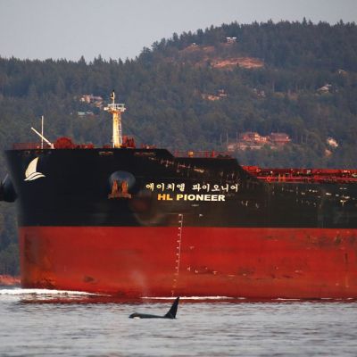 southern-resident-killer-whale-Haro-Strait_Valerie-Shore-Shorelines-Photography