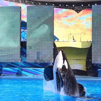 tillikum seaworld rhone 2015